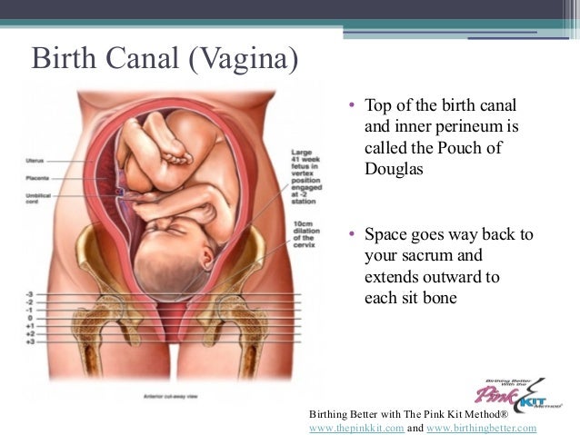 pelvic vaginal pouch Teen ape pics